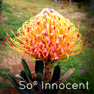 Photo of So Innocent Pincushion flower